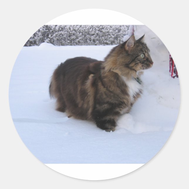 norwegian forest cat in snow classic round sticker (Front)