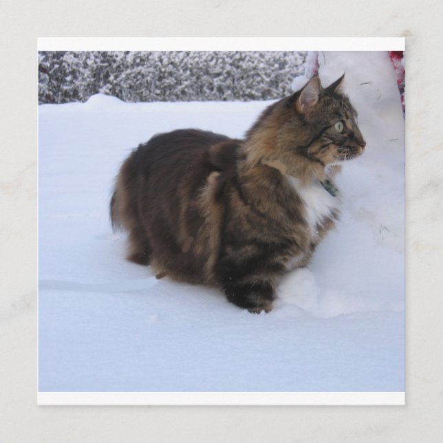 norwegian forest cat in snow programme (Front)
