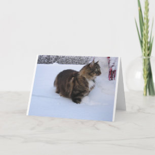 norwegian forest cat in snow programme