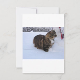 norwegian forest cat in snow save the date