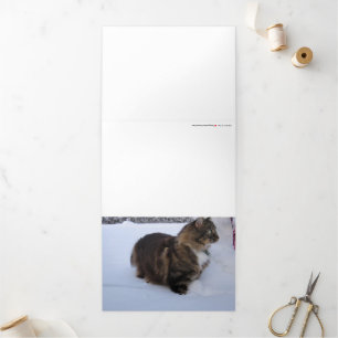 norwegian forest cat in snow Tri-Fold announcement