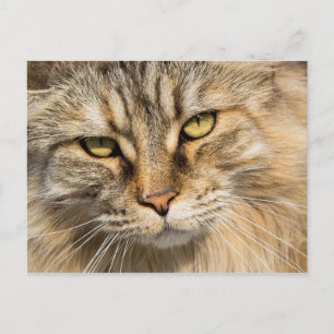 Norwegian Forest Cat Postcard