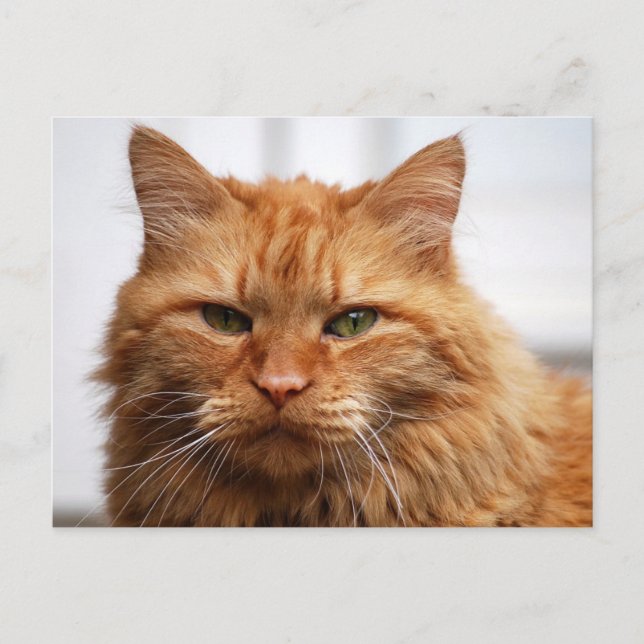 Norwegian Forest Cat Postcard (Front)