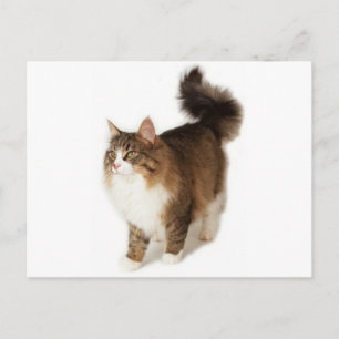 Norwegian Forest Cat Postcard