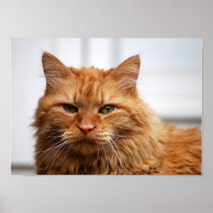 Norwegian Forest Cat Poster