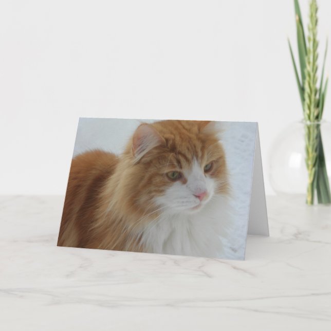 Norwegian_Forest_Cat Programme (Front)