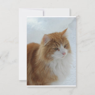 Norwegian_Forest_Cat Save The Date