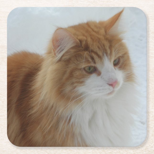 Norwegian_Forest_Cat Square Paper Coaster (Front)