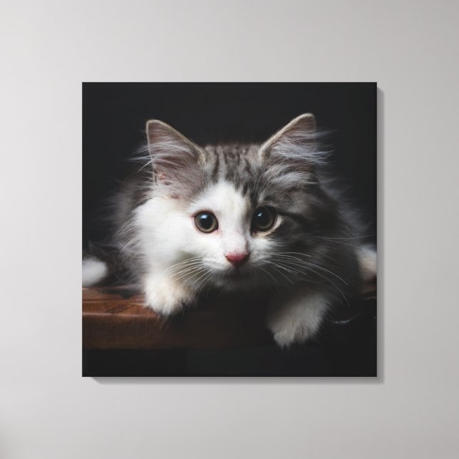 Norwegian Forest Kitten Canvas Print (Front)