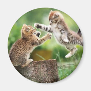 Norwegian Forest kittens Magnet