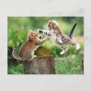 Norwegian Forest kittens Postcard
