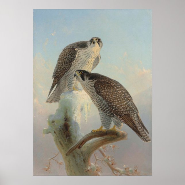 Norwegian gyrfalcon by Joseph Wolf Poster (Front)