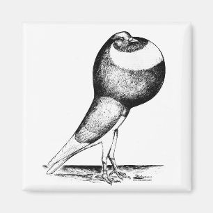 Norwich Cropper 1980 Magnet