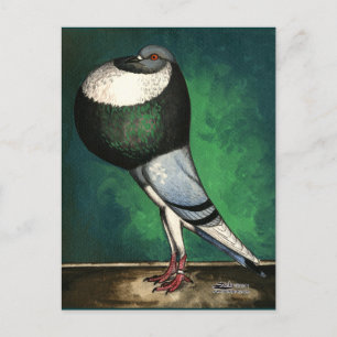 Norwich Cropper Blue Pied Postcard