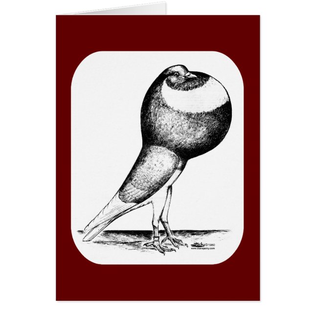 Norwich Cropper Pigeon 1980 (Front)