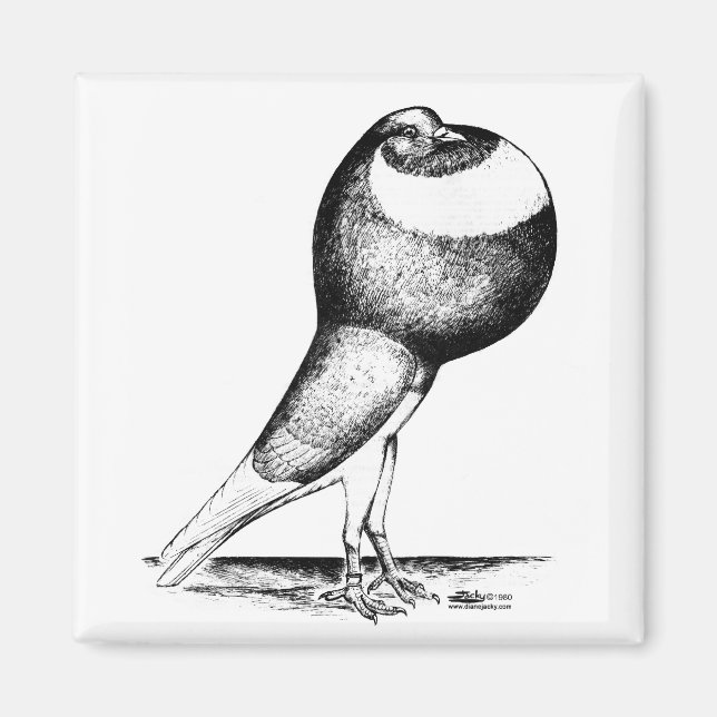 Norwich Cropper Pigeon 1980 Magnet (Front)