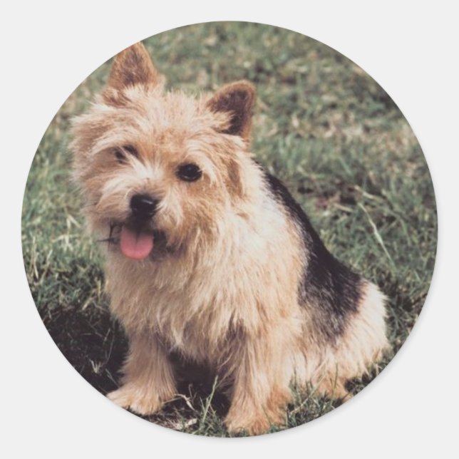 Norwich Terrier Sticker (Front)