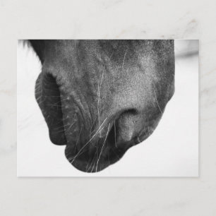 Nose of pony 1 postcard