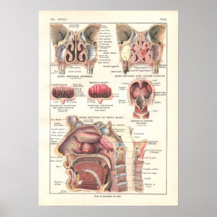 Nose & Sinuses Anatomy Poster in French