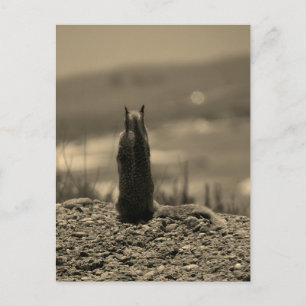 Nosferatu Squirrel Postcard