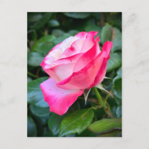 Nostalgie Rose Nostalgia Postcard