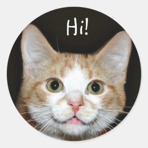 Nosy cat classic round sticker