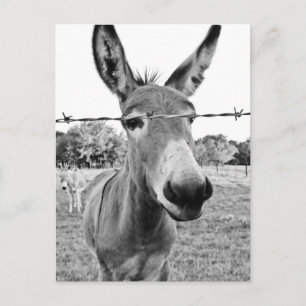 Nosy Donkey Postcard