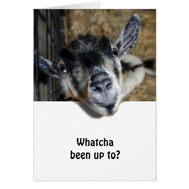 Nosy Goat Looking Up (Front)