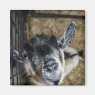 Nosy Goat Looking Up Magnet