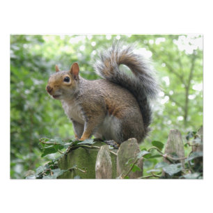 Nosy Grey Squirrel Photo Print