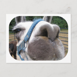 Nosy Llama Postcard