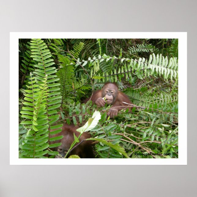 Nosy Neighbors in Kalimantan Indonesia Poster (Front)