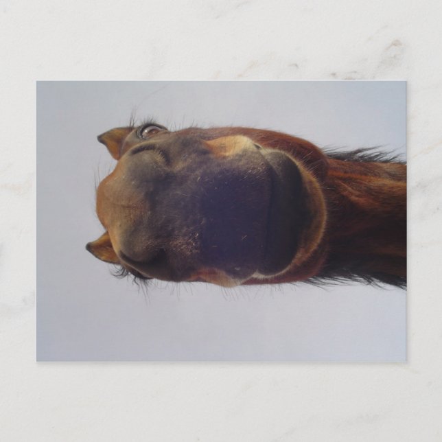 Nosy Postcard (Front)