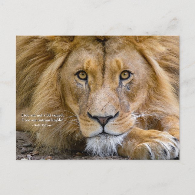 "Not a Bit Tamed" Motivational Quote + Your Photo Postcard (Front)