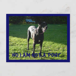 Not A Pony Postcard