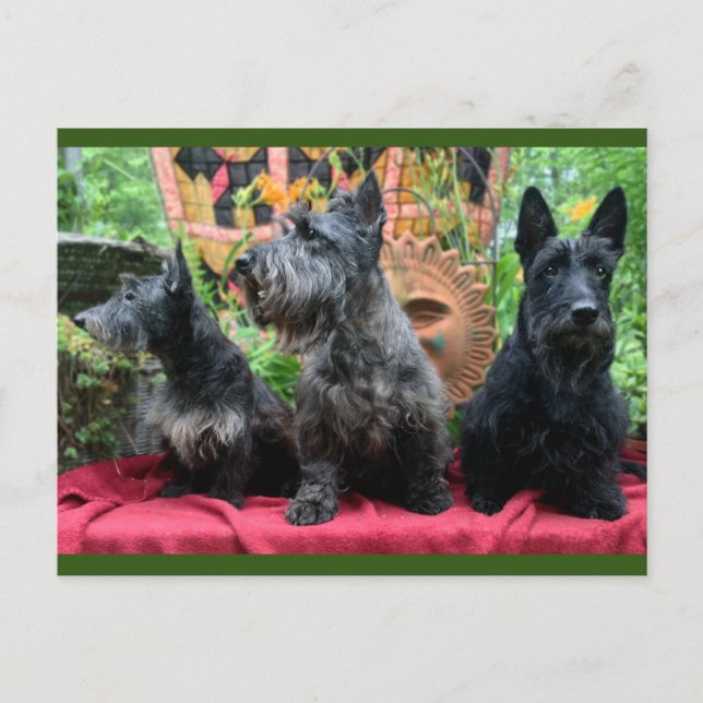 Not Gonna Look Post Card (Front)