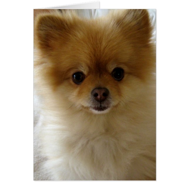 Not Just Puppy Love (Front)