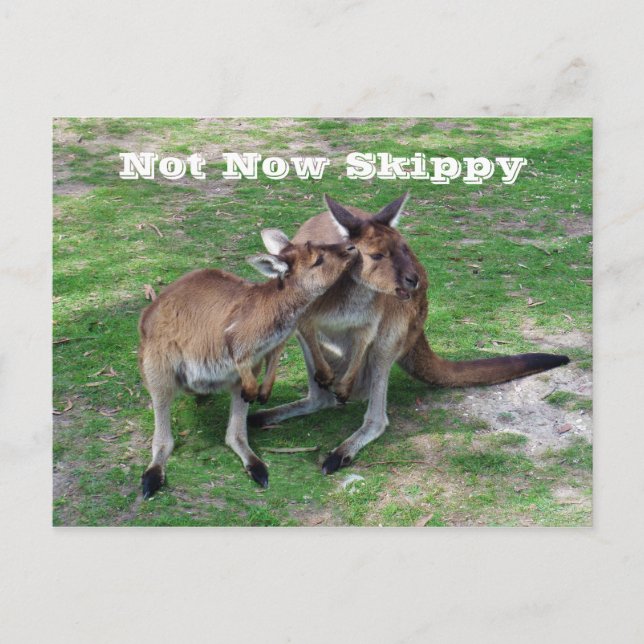 Not Now Skippy Postcard (Front)