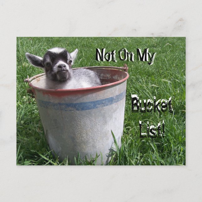Not On My Bucket List! Goat in a Bucket Postcard (Front)