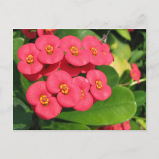 Not sure what flower this is postcard