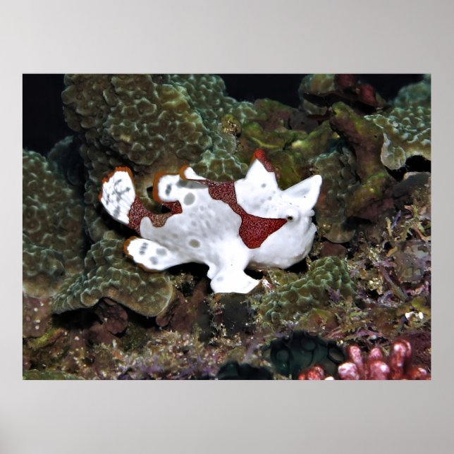 Not Well Hidden Frogfish Poster (Front)