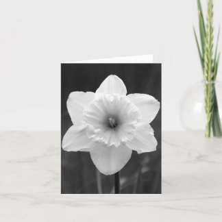 Note Card - B/W Daffodil