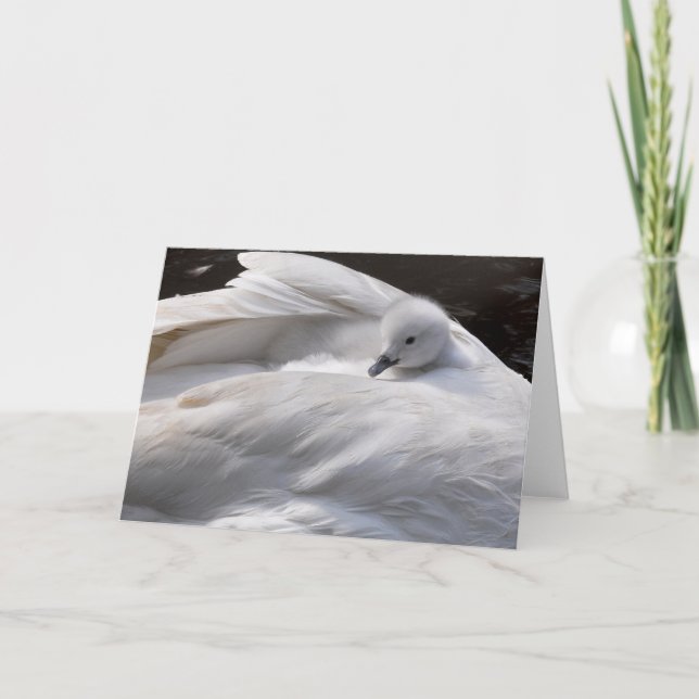 Note Card: Cute Cygnet on Swan's Back Card (Front)