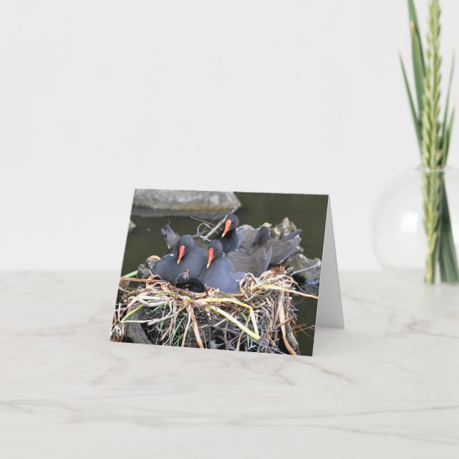 Note Card: "four in a bed" Moorhens Card (Front)