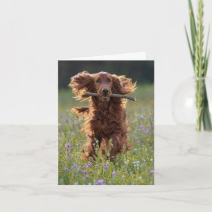 Note Card Irish Setter in Wildflower Field
