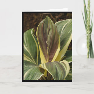 Note card of Ti plant with artistic filter