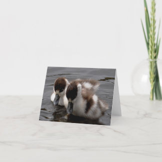 Note Card: Shelduck Chicks 4 Card
