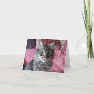 Note Card with kitten photo