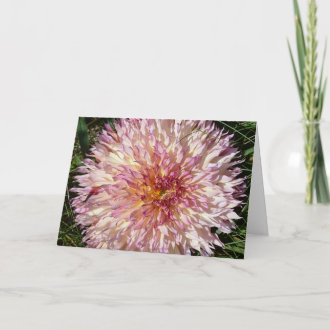 Note card with pink and white spiky dahlia (Front)