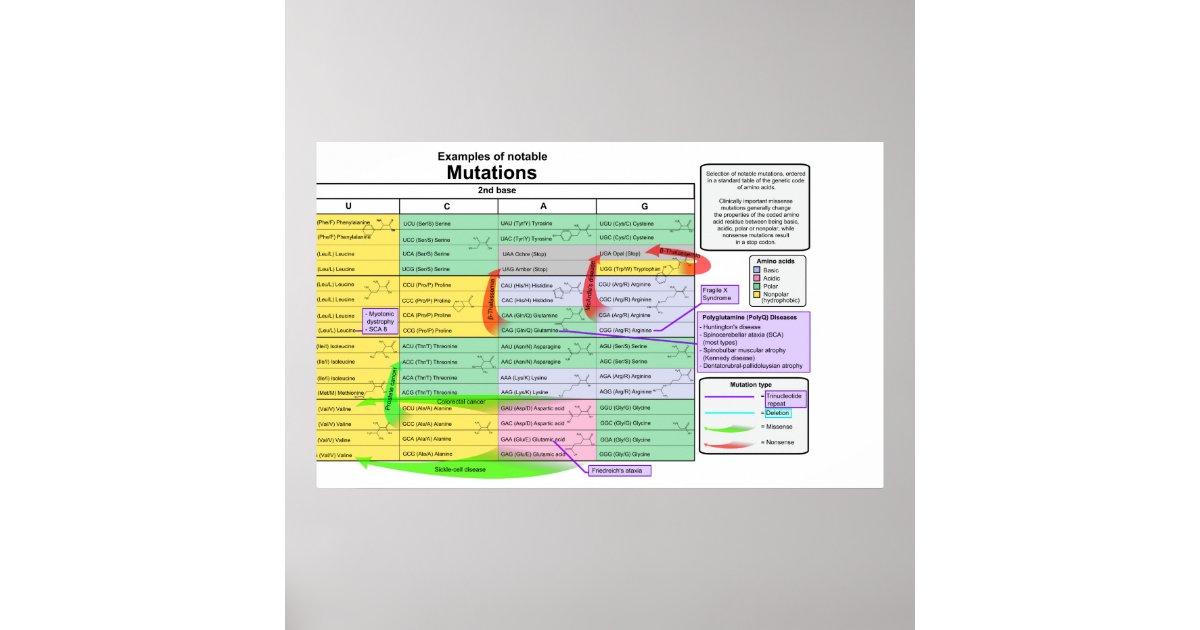 Noteable Mutations by Genetic Code of Amino Acids Poster | Zazzle